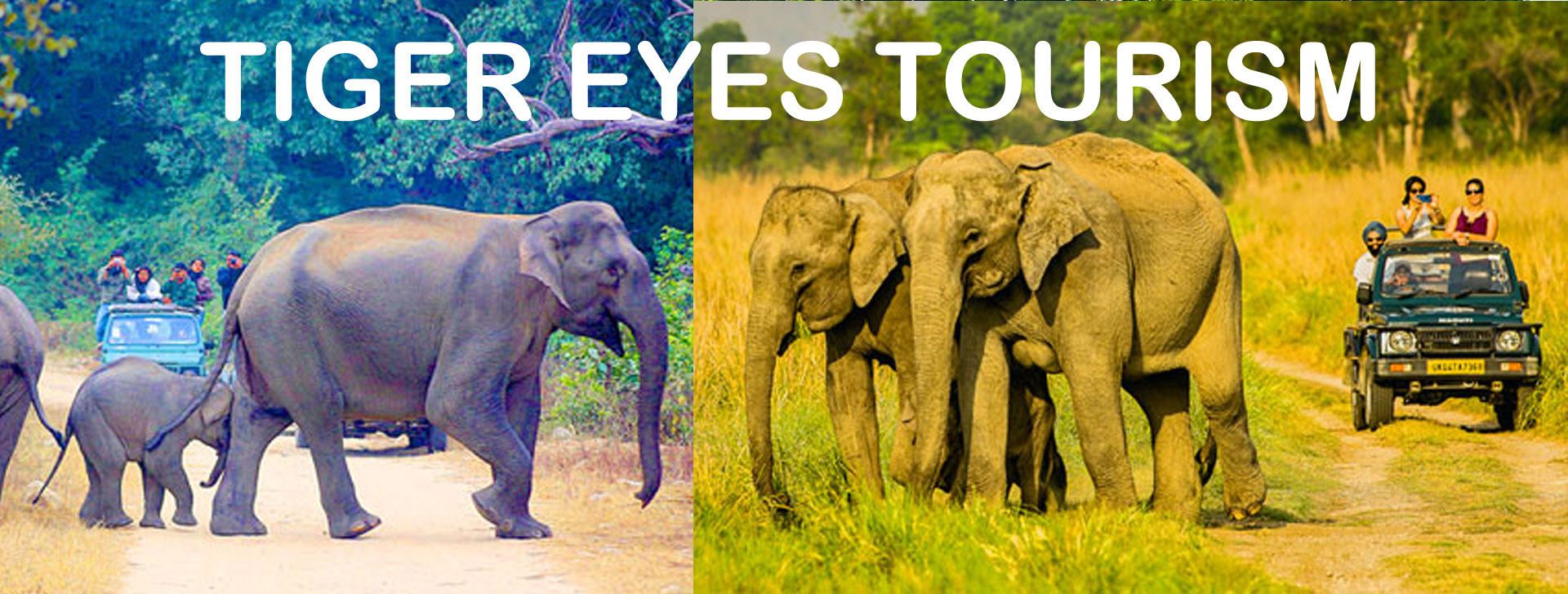 Tiger Eyes Tourism Official Website Banner